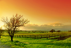 Barossa Valley vineyard